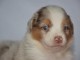 chiot berger australien non lof a donner