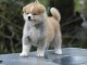 Magnifique chiot Akita Inu à donner 