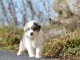 Berger australien offert pour cadeau noel