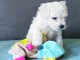 chiot bichon maltais a donner