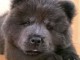 adorables chiot chow chow a donner