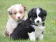 chiots berger australien en dons