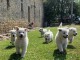 chiots berger blanc suisse a donner