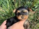 Magnifique chiot Yorkshire LOF a donner