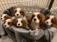 Disponible chiot types Cavalier King Charles