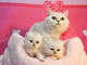 Chatons British Shorthair et Longhair