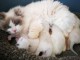 CHATONS RAGDOLL A DONNER 