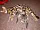 2 chatons bengal exotiques