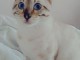 Bengale des neiges DISPONIBLE DE SUITE 