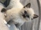 Chaton Ragdoll A DONNER 