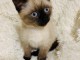 Beau chaton Ragdoll POUR ADOPTION 