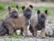 superbes chiots berger belge malinois