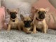 Adorables chiots bouledogue français 