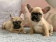  Adorables chiots bouledogue français