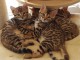 Chatons Bengal loof disponible  de suite