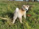 Notre chiot Akita Inu