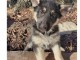 CHIOTS BERGER ALLEMAND A DONNER