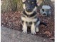 CHIOTS BERGER ALLEMAND A DONNER