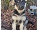 CHIOTS BERGER ALLEMAND A DONNER