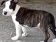 Chiot staff boerbull 3 mois a vendre  