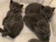 magnifique chatons chatreaux a adopter