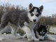 magnifique chiots husky siberien a adopter