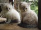 magnifique chatons  siberien a adopter