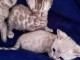 3 chatons Bengal a donné contre bon soins