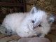 magnifique chatons siberien a adopter