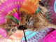 Chatons Bengal contre bon soins