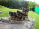 Adorables chiots Yorkshire 