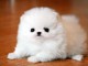 Femelle Pomeranian teacup lof 