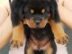 Adorable chiots rottweiler 