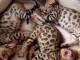 Magnifiques Chatons Bengal 