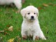 Chiot Golden retriever Femelle 