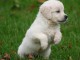 A céder Chiot golden retriever femelle 