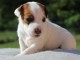 Chiot Jack Russelle Femelle 