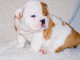 Chiot type femelle Bulldog Anglais 