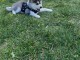 Chiot Pomsky femelle 