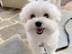 Chiots-Bichon-Maltais