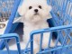 Chiots-Bichon-Maltais