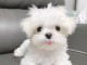 Chiots-Bichon-Maltais