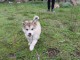 Chiots Alaskan Malamute