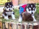 chiots husky siberien