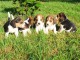  Superbes Chiots Beagle Pure Race