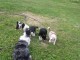 Magnifiques Chiots Border Collie Pure Race