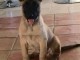 berger belge malinois a donner