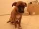adorables chiot stafford
