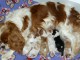 chiot cavalier king a donner