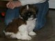 chiot shih tzu a donner